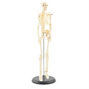 Skeletmodel mens (42cm) (leskist)