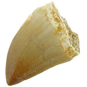 Mosasaurustand (leskist)