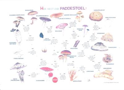 Zoekkaart Paddenstoelen (5st.)