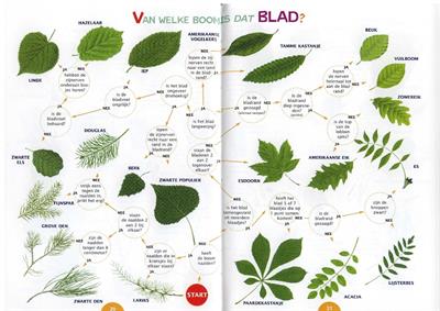 Zoekkaart Bladeren van bomen (5st.)