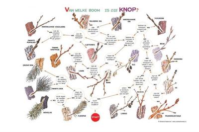 Zoekkaart Boomknoppen (5st.)