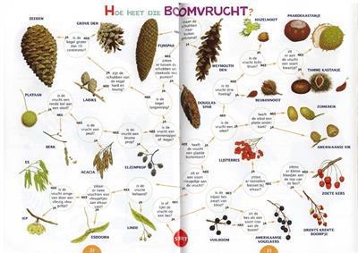 Zoekkaart Boomvruchten (5st.)