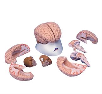 Anatomisch model van de hersenen (leskist)