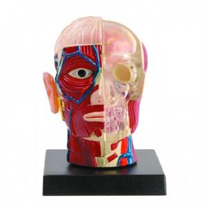 Hersenen met schedel