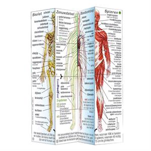 Kubus menselijk lichaam (leskist)