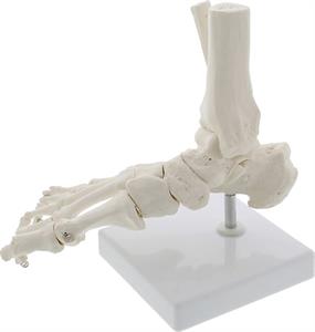 Anatomisch model voet/enkel (leskist)