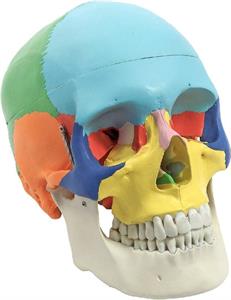 Anatomisch model schedel (leskist)