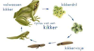 Beebotkaarten kikkercyclus (leskist)