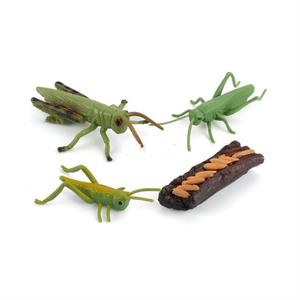 Groeicyclus Sprinkhaan (leskist)