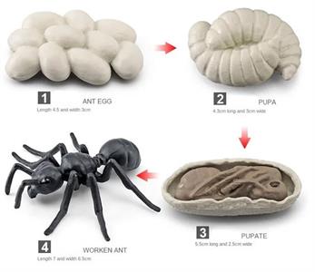 Groeicyclus Mier (leskist)