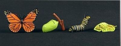 Groeicyclus Vlinder (leskist)