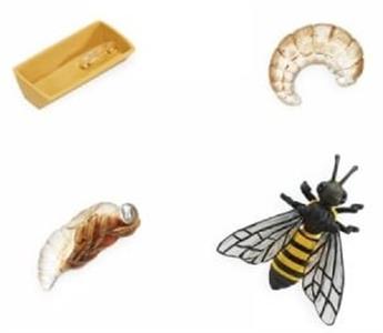 Groeicyclus Honingbij (leskist)