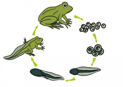 Waterplanten & Waterdieren (leskist)